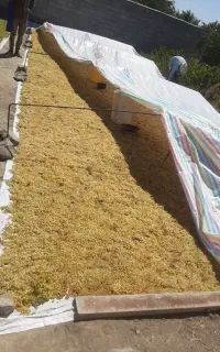 کشمش دودی طلایی