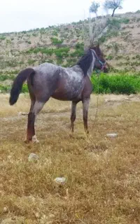 مادیان‌4سال