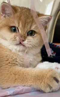 یه مثقال طلای بریتیش