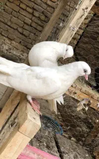 کبوتر تهرونی چشم نوک سفید