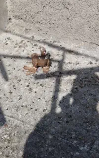 ککیلی