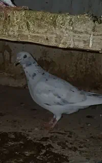 کنسول بازی ک وه ی دونه ای ۵۰۰ تومان مفت