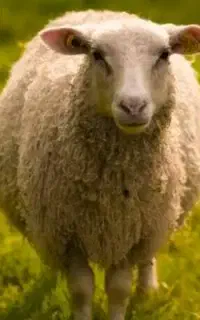 خ گوسفند هستم با چک معتبر