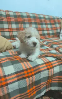 سگ چهار ماهه