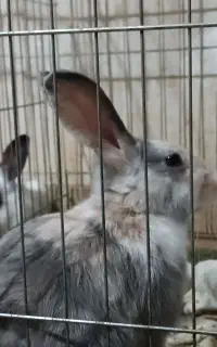 خرگوش نر‌و ماده دانه ای۴۰۰تخفیفم میدم