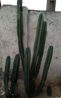 کاکتوس زیاد دارم