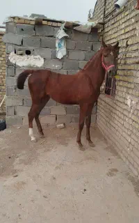 اسب
