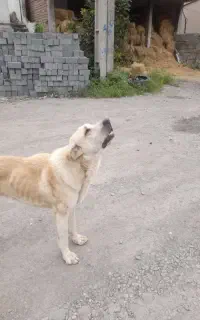 سگ نر نژاد عالی بدلیل نداشتن مکان