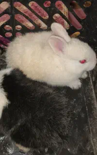 خرگوش