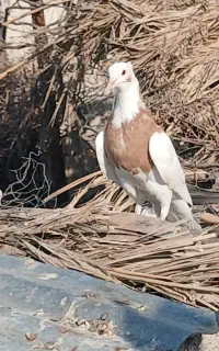 کبوتر طوقی