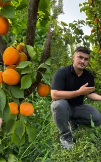 فروش نهال گلدانی بادام هلو البالو انار انگور هلو