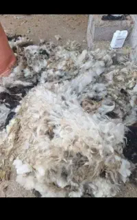 پشم گوسفند برا امسال