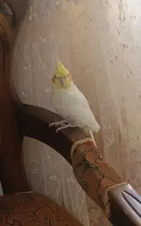 پرنده