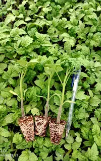 نشا گوجه، بادمجان، هندوانه و خربزه