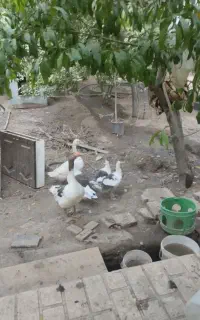 غاز اکراینی