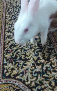 خرگوش سفید چشم شرابی