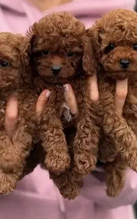 توله پودل تاینی / توی (وارداتی)