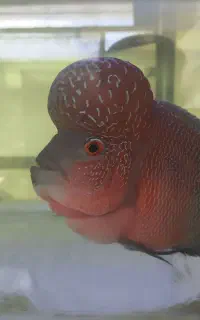 ماهی فلاور گرید AA