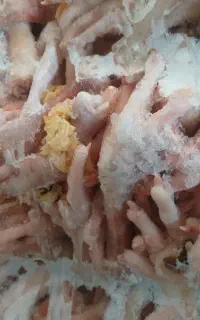 اسکلت مرغ