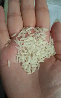 برنج ندای کشاورز از دل شمال (مازندران)