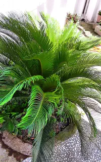 فروش گل سیکاس