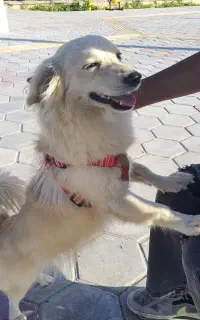 سگ پامر اشپیتز