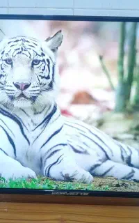 ال ای دی۴۳