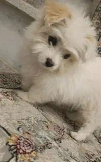 پامر میکس