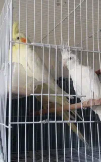 2جفت عروس هلندی