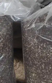 اسپند خشک و تمیز شده