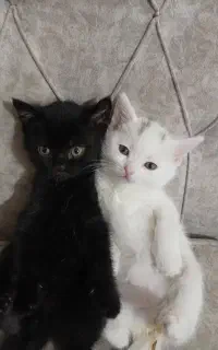 دو بچه گربه اسکاتیش و بریتیش