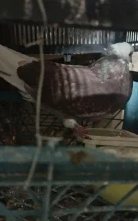 تعدادی کبوتر پرشی نر ماده وجوجه حدودا ۸تا