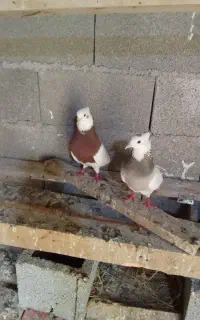 کبوتر چادری و طوقی خوشگل
