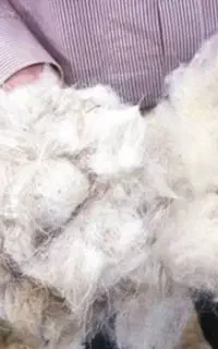 پشم گوسفندی برا جهازیه