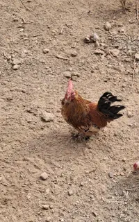 خروس پاپر