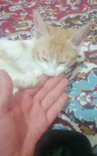 واگذاری گربه