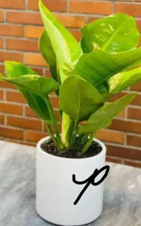 تمیزکارنظافت خدمات .. مجالس جشن تولد