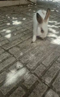 خرگوش
