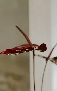 عکاسی و فیلم برداری ، محصول ، پرتره