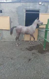 فروش کره مادیان