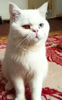 اسکاتیش خاص و زیبا