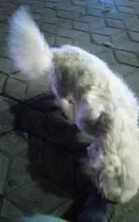 گمشده.