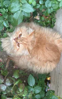 گربه