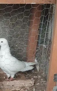 کبوتر سفید مهر.نر.
