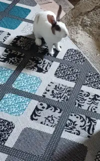 معاوضه با مرغ و خروس و غاز