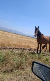 اسب  فوری به فروش می‌رسد