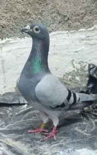 کبوتر مسابقه رفته