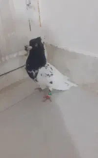 نرکله سیاه