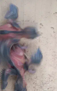 جوجه سهره