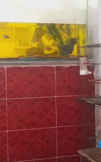 اکواریوم